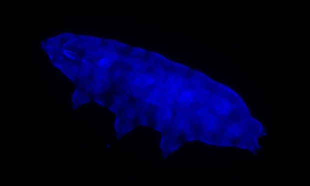 The tardigrade Paramacrobiotus BLR glows blue when subjected to UV light.
