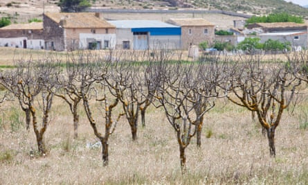 An abandoned orchard near Jumilla, Murcia, Spain.