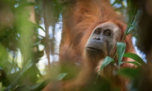 A newly-discovered species of orangutan, the Pongo tapanuliensis, is only found in the forest where the dam will be built.