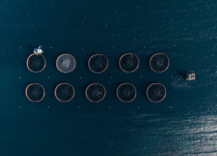 Aerial drone view of 10 large circular fish pens with two floating platforms moored next to them
