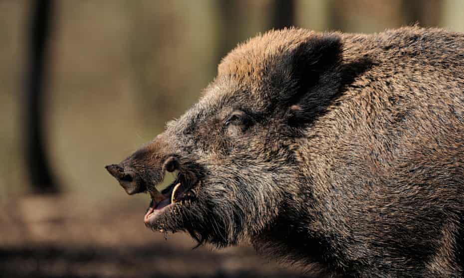 About 500,000 wild boars are killed each year in Germany.