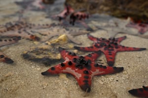 Horned sea star in a river in the Korman area on Efate Island, Vanuatu
