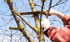 gardener pruns crawn of old cherry tree in spring<br>gardener pruns crawn of old cherry tree on sunny spring day