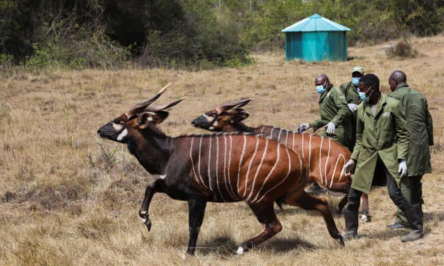 Two mountain bongos are released into the Mawingu sanctuary, while rangers look on