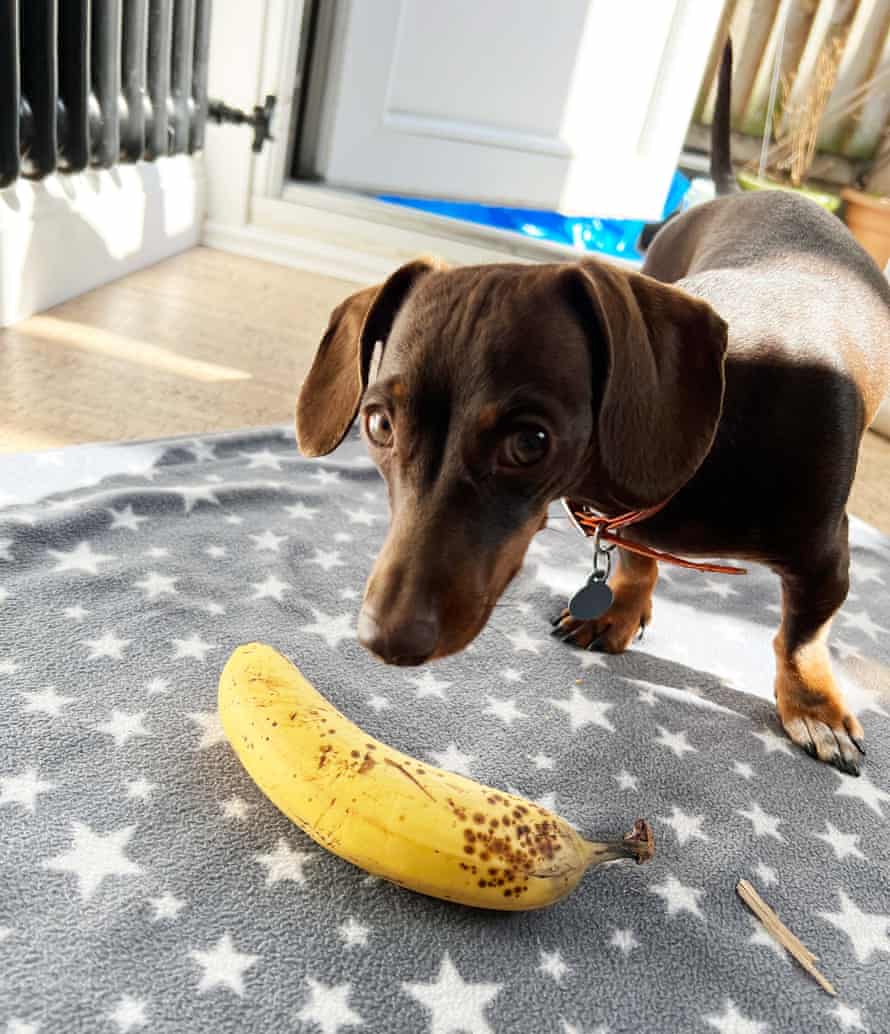 Willow is unimpressed with a banana