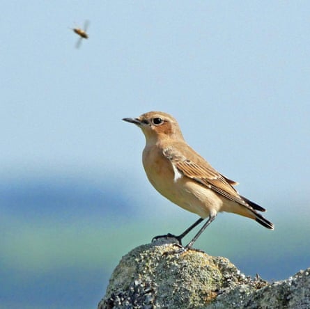 Juvenile wheatears visit heather moorland in early autumn to feed on the abundant insects