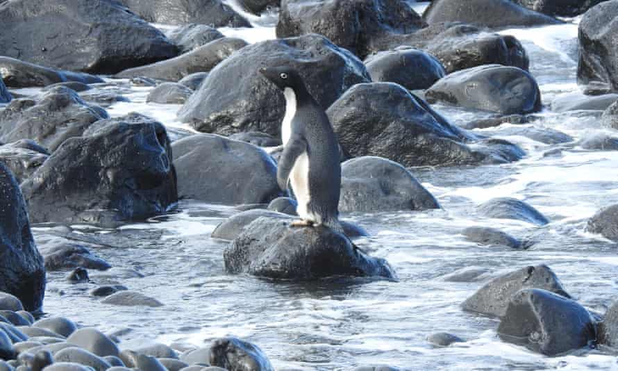 ‘Super rare’: Antarctic penguin washes up in New Zealand, 3,000km from home | New Zealand 1 4608