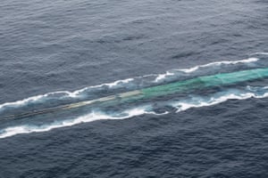 Krill