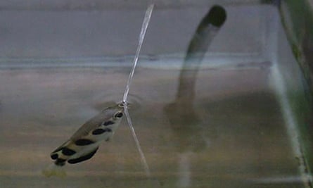 University of Queensland shows an archerfish spitting in its aquarium at a laboratory in Brisbane.
