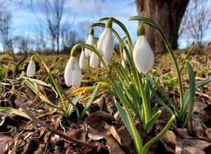 Kiev, UcrâniaSnowdrops brotam em flor