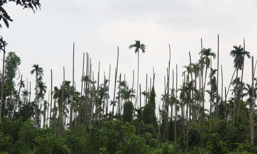 Dead palm trees poke out of the remains of a burnt Rohingya village north of Maungdaw town.
