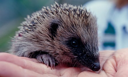 A baby hedgehog at Tiggywinkles.