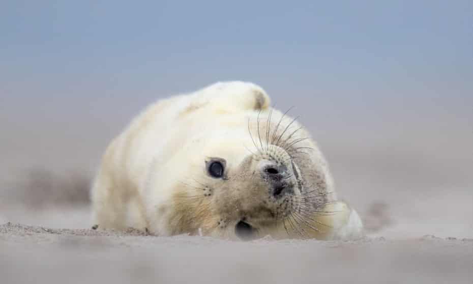 Seal pup, courtesy of Jeroen Hoekendijk