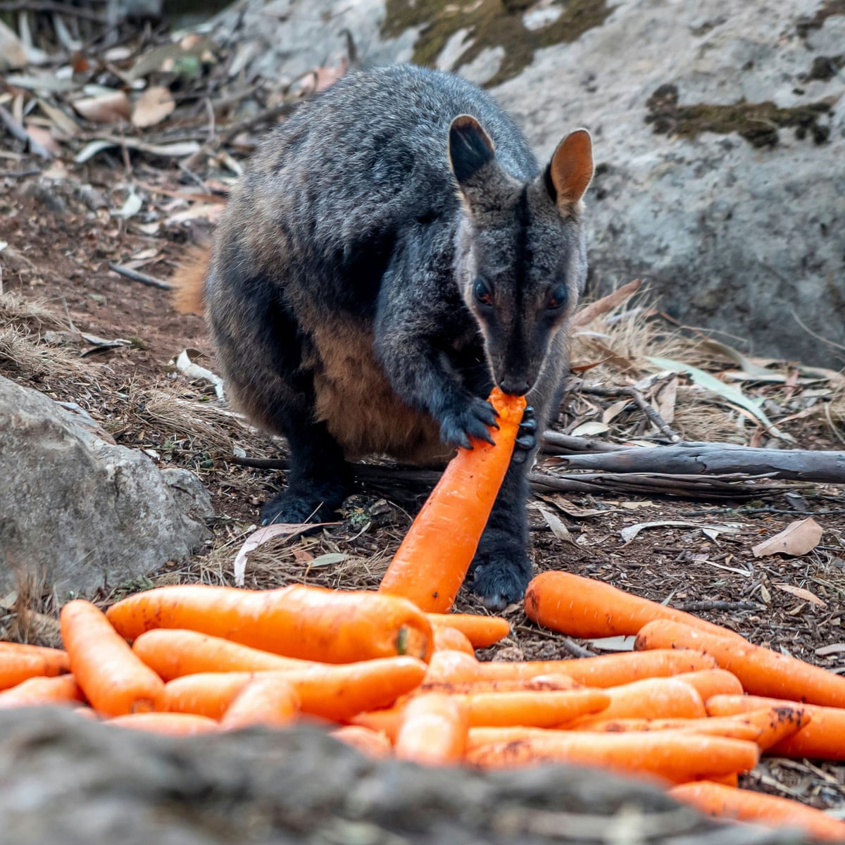 A Billion Animals Some Of The Species Most At Risk From Australia S Bushfire Crisis Bushfires The Guardian