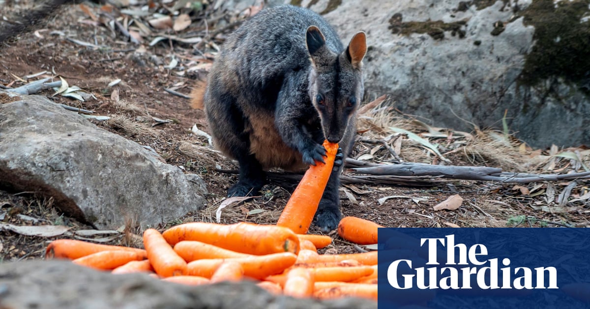 A Billion Animals Some Of The Species Most At Risk From Australia S Bushfire Crisis Bushfires The Guardian