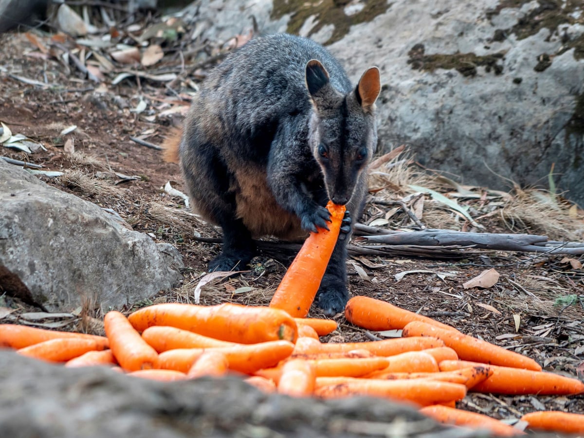 A Billion Animals Some Of The Species Most At Risk From Australia S Bushfire Crisis Bushfires The Guardian