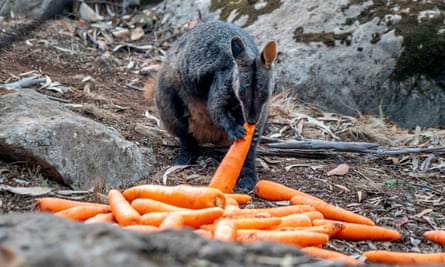 A Billion Animals Some Of The Species Most At Risk From Australia S Bushfire Crisis Bushfires The Guardian