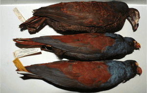 Three manumea or little dodo specimens in a museum. Note the vibrant colours.