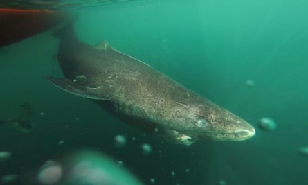 A Greenland shark returning to the deep and cold waters of the Uummannaq Fjord in northwestern Greenland. The sharks were part of a tag-and- release program in Norway and Greenland.