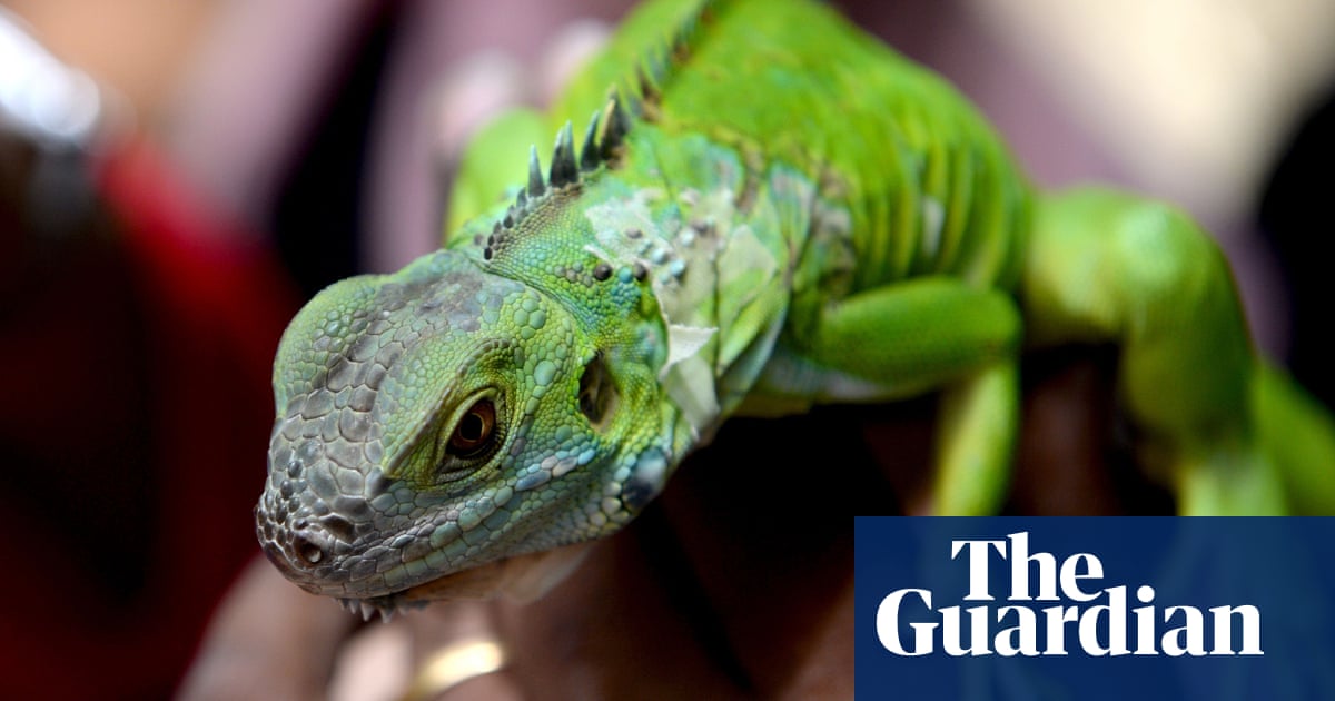Spate of firecracker attacks on Taiwan’s invasive iguanas sparks alarm