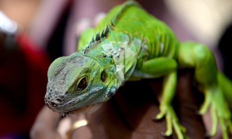 A state official said ‘microchipping your green iguana or tegu is one of the simplest and most effective ways to keep them safe’.