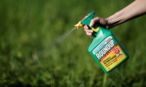 Monsanto has been accused of hiding the dangers of its popular Roundup products for decades, a claim the company denies.