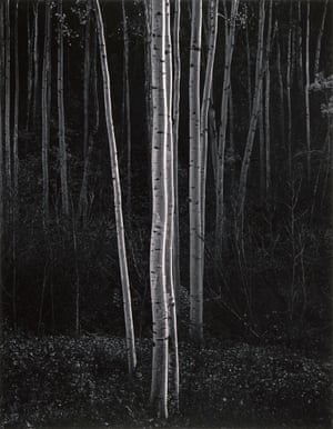 Aspens, Northern New Mexico (Vertical) - Ansel Adams