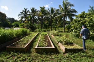 Organic Or Starve Can Cuba S New Farming Model Provide Food