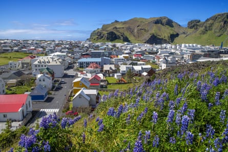 Blue flowers on a hill above a town. Rocky grass-covered hills can be seen in the distance.