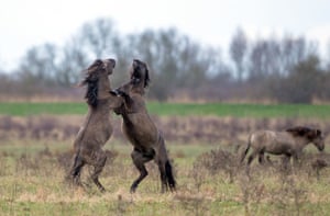 Os pôneis Konik lutam pelo domínio quando a temporada de parto começa na Reserva Natural Wicken Fen do National Trust em Cambridgeshire