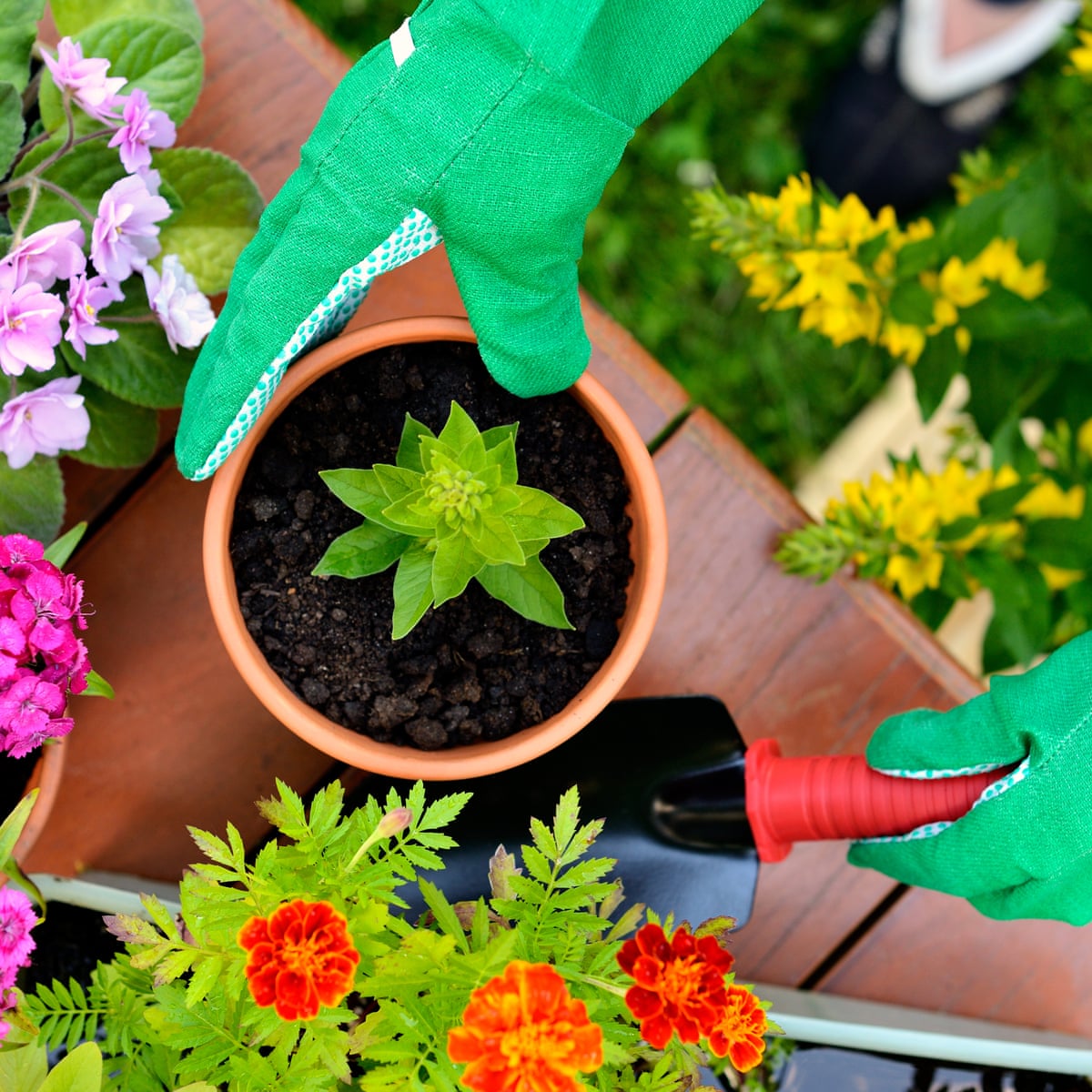 Gardening In Lockdown Where Can I Buy Plants And Supplies Money The Guardian