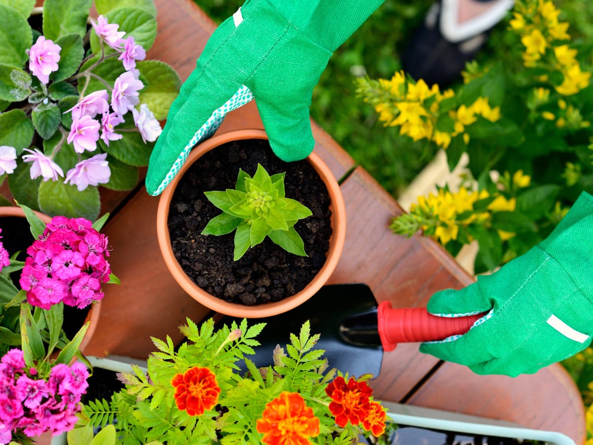 Gardening in lockdown: where can I buy plants and supplies? | Consumer affairs | The Guardian
