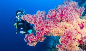 Soft corals in Queensland