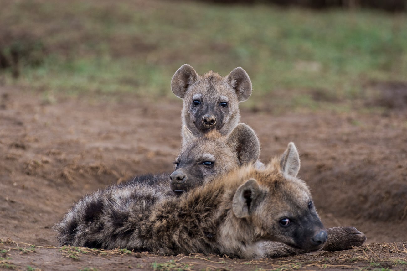 Spotted hyenas in Kenya’s Ol Pejeta conservancy.