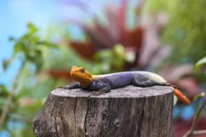 Kinshasa, República Democrática do CongoUm lagarto repousa sobre um toco de árvore. As florestas tropicais cobrem uma grande área da RDC, que abriga diferentes espécies de lagartos