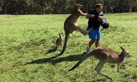 A kangaroo kicking a man