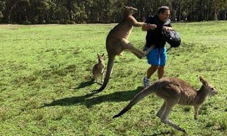 Kangaroo attacks on tourists prompt warnings to stop feeding them junk food | Australia news | The Guardian Kangaroo attacks on tourists prompt warnings to stop feeding them junk food | Australia news | The Guardian