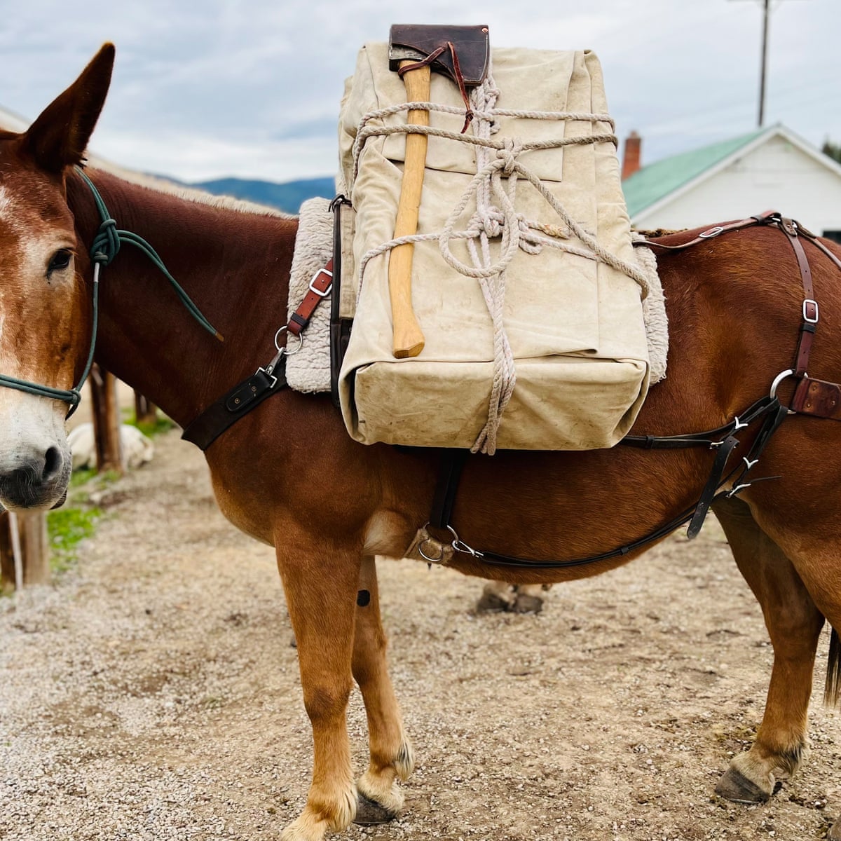 Keeping it wild: how mules help preserve the last untamed places
