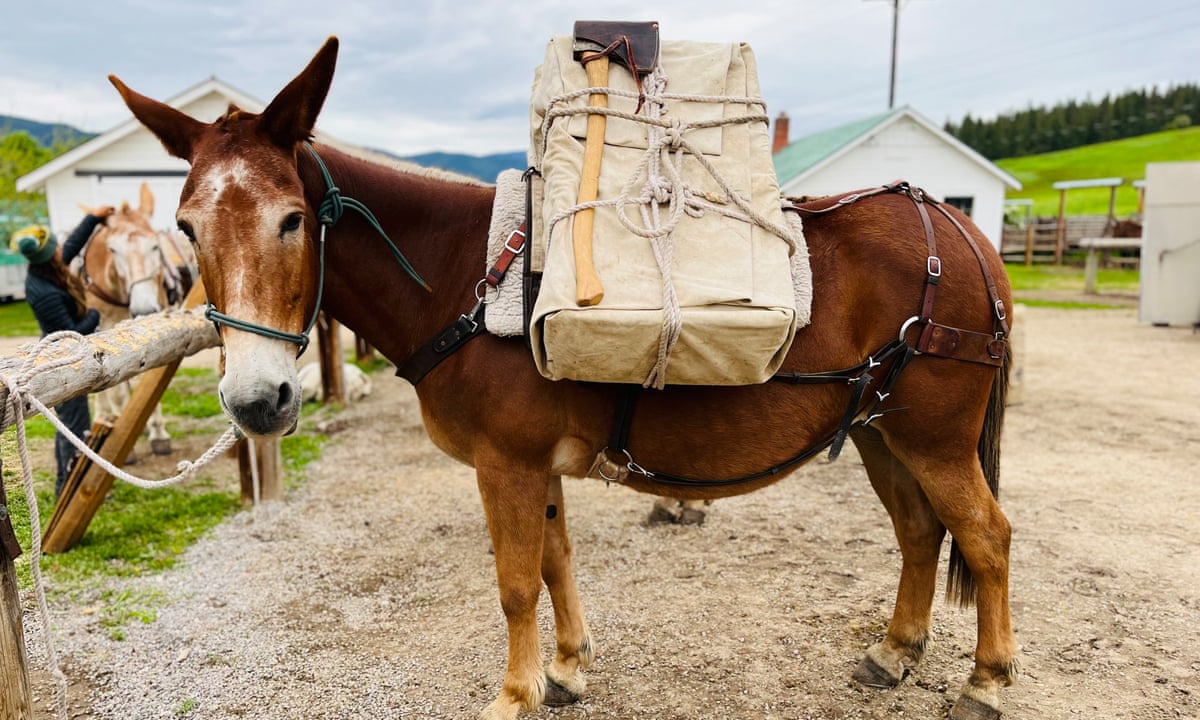 Muscan Mule Mule