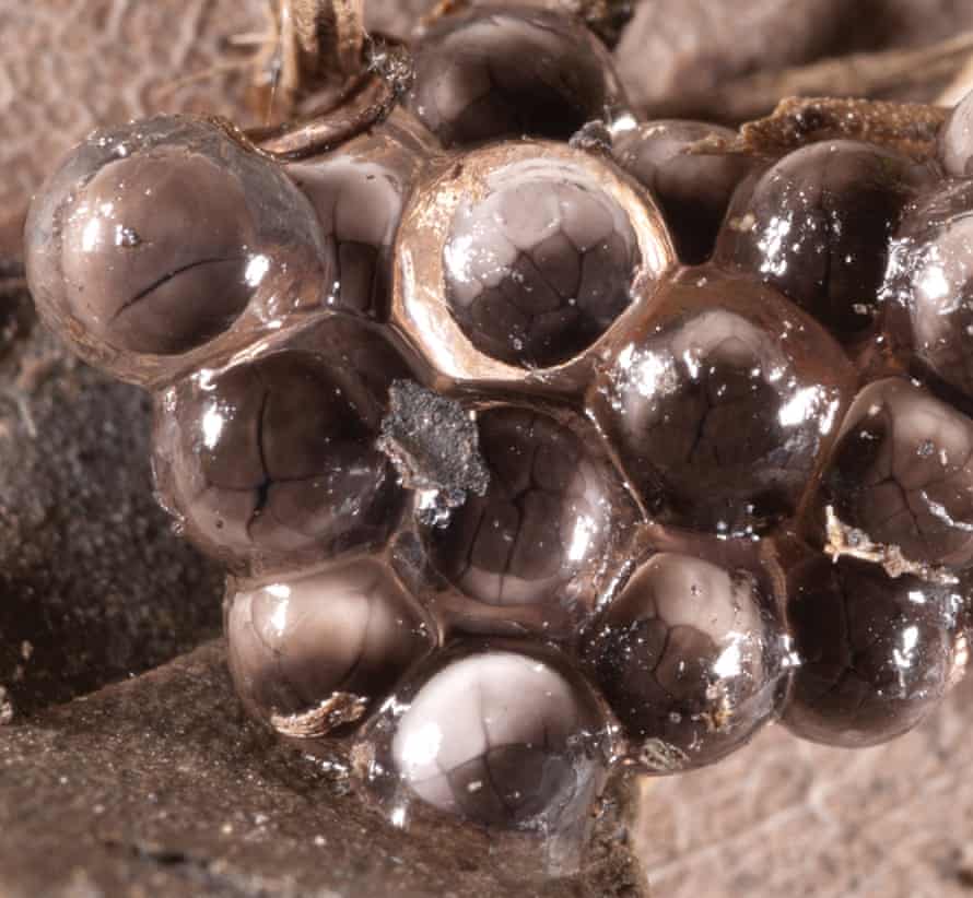 Geocrinia laevis eggs laid on land