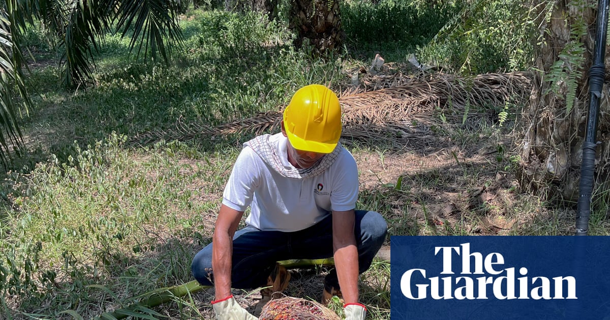 ‘We now live without this violence’: the Colombian farmers giving up coca for palm oil