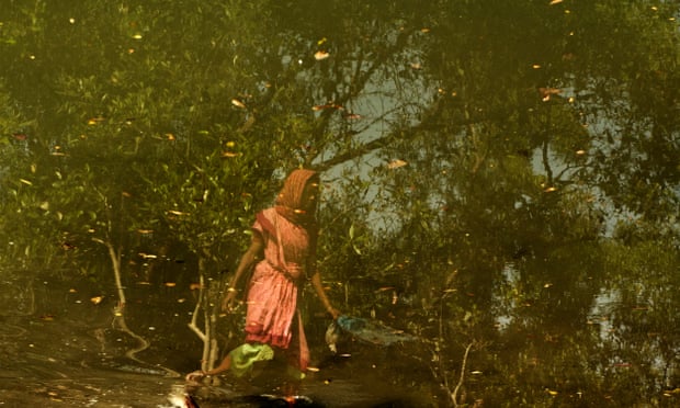 On the brink: life in the mangrove forests of the Sundarbans.