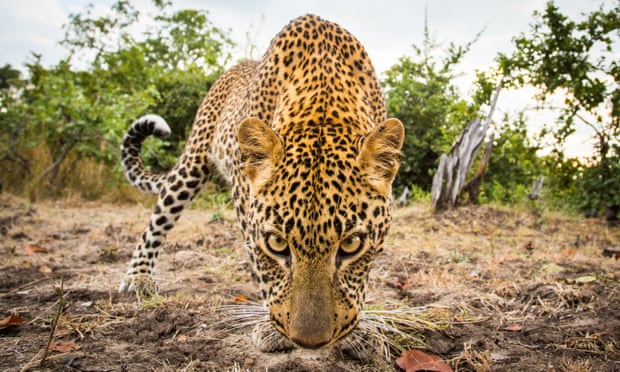 ‘Until we know population numbers and carrying capacity we should not hunt them,’ Andrew Muir of the Wilderness Foundation said of the leopard-hunting ban.