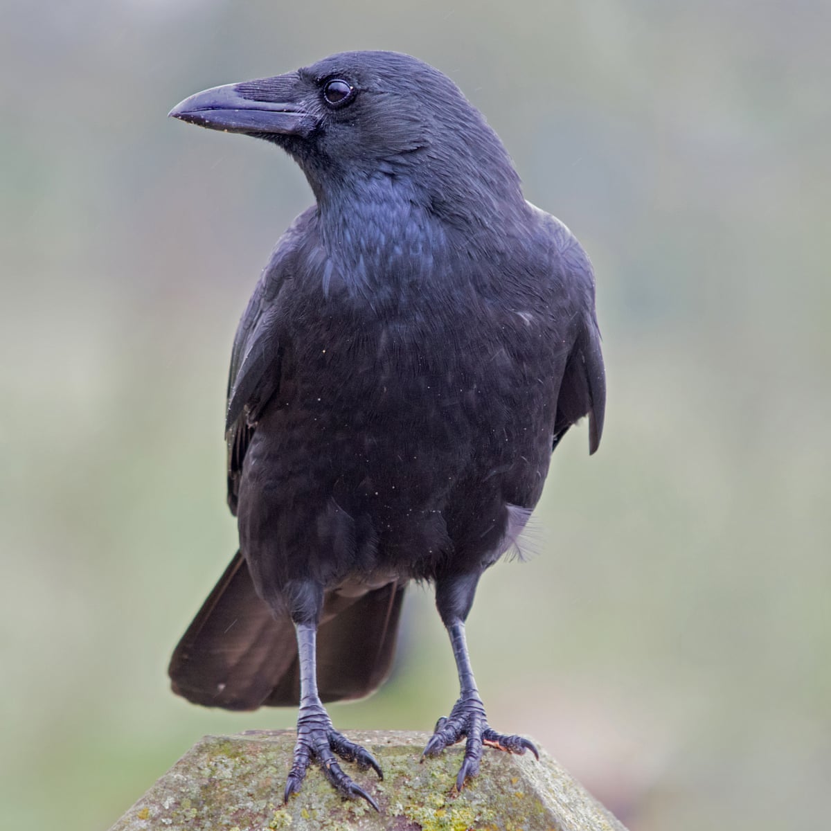 Loss of EU funding clips wings of vital crow study in Cambridge ...