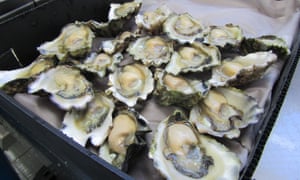 Sydney rock oysters