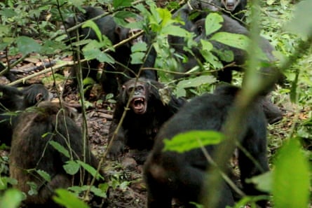 Chimpanzees fighting, partly obscured by foliage.