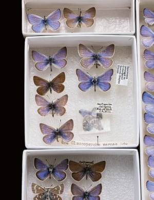 Xerces blue butterfly – extinct