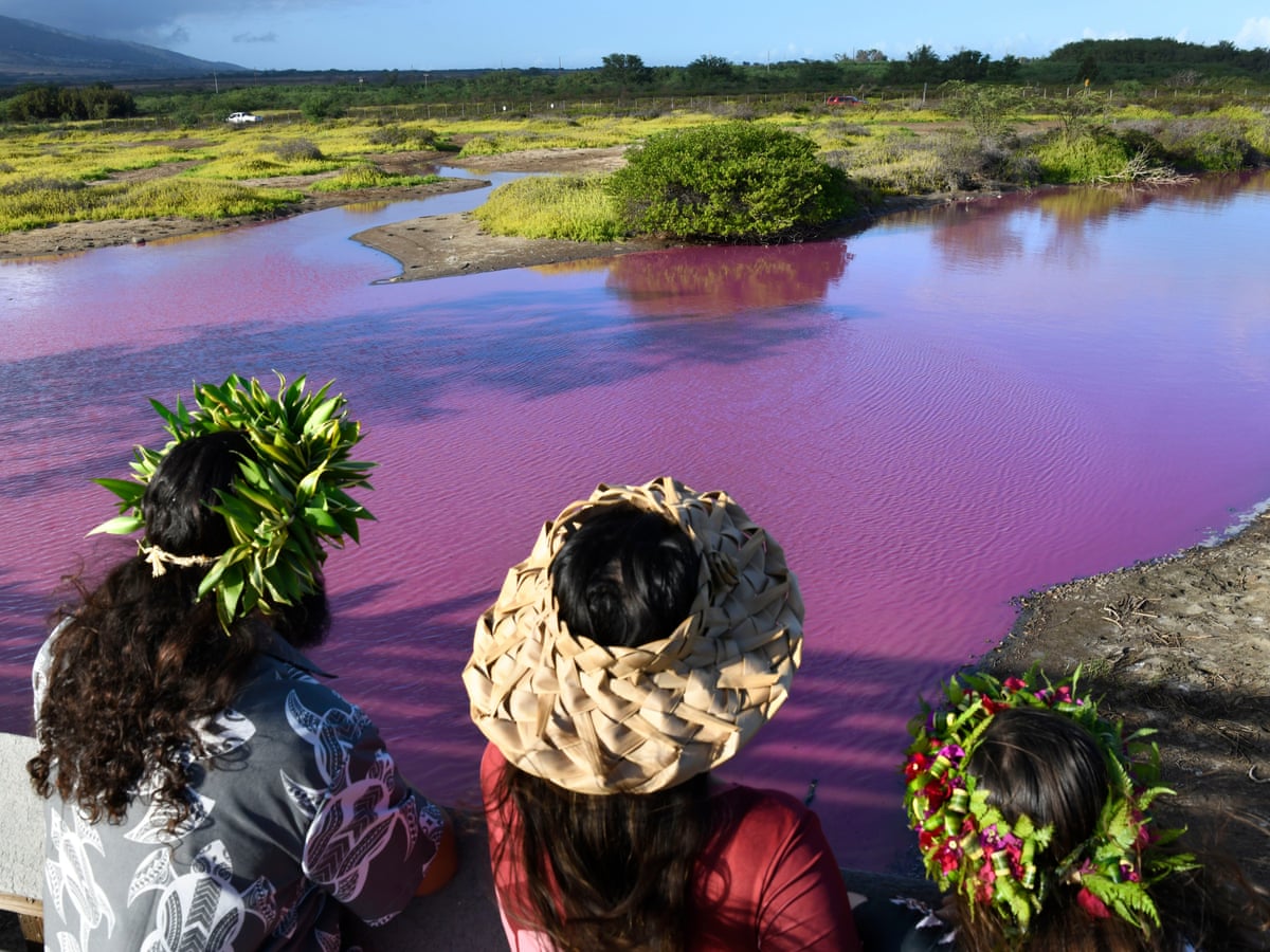 Drought blamed as Maui pond turns bright pink, Hawaii