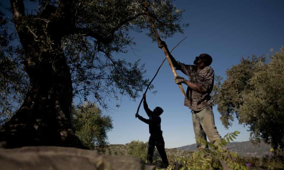 Employees shake olive trees during the olive-picking season in Ronda, Andalusia.