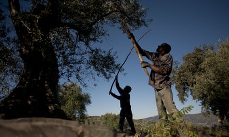 Employees shake olive trees during the olive-picking season in Ronda, Andalusia.